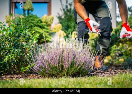 Un jardinier en gants coupe des plantes de lavande vibrantes dans une cour luxuriante, mettant en valeur l'entretien minutieux et l'amour pour le jardinage. Banque D'Images