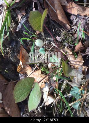 Jumelles (Jeffersonia diphylla) Plantae Banque D'Images