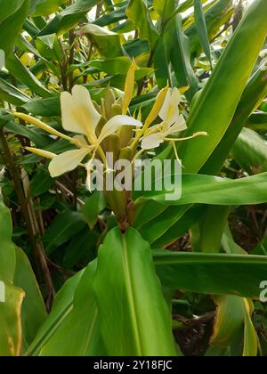 Gingembre jaune (Hedychium flavescens) Plantae Banque D'Images