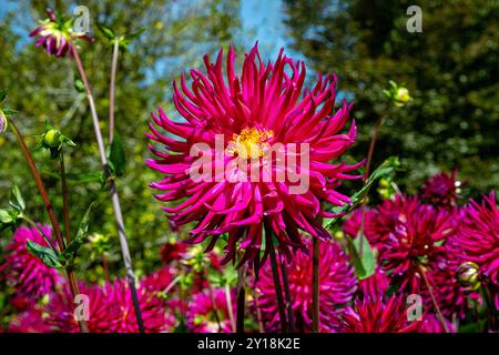 Le dahlia (nom, Camano Concord) dans le jardin de dahlia Baden Baden près de l'allée lichtentaler. Baden Baden, Baden Württemberg, Allemagne Banque D'Images