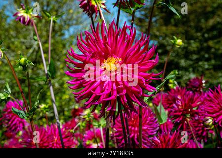 Le dahlia (nom, Camano Concord) dans le jardin de dahlia Baden Baden près de l'allée lichtentaler. Baden Baden, Baden Württemberg, Allemagne Banque D'Images