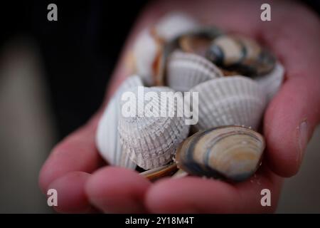 Kijkduin, pays-Bas. Coquillages de mer chez une main femelle Banque D'Images