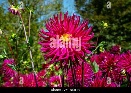 Le dahlia (nom, Camano Concord) dans le jardin de dahlia Baden Baden près de l'allée lichtentaler. Baden Baden, Baden Württemberg, Allemagne Banque D'Images