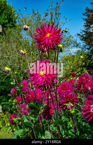 Le dahlia (nom, Camano Concord) dans le jardin de dahlia Baden Baden près de l'allée lichtentaler. Baden Baden, Baden Württemberg, Allemagne Banque D'Images