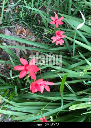 (Freesia laxa laxa) Plantae Banque D'Images