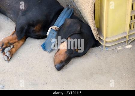 Un chien noir et bronzé repose paisiblement sur le sol à côté d'une caisse jaune, profitant de la chaleur sous le soleil dans un cadre extérieur calme. Banque D'Images