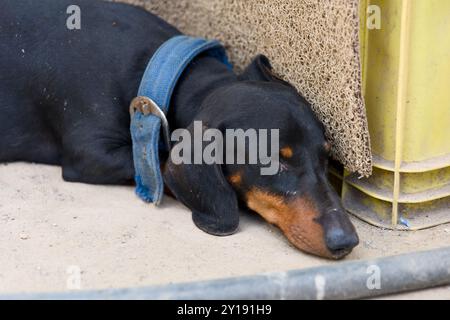 Le teckel noir dort profondément, appuyé contre une caisse dans l'atelier, profitant de la chaleur d'un après-midi ensoleillé tandis que le bruit environnant s'estompe aw Banque D'Images