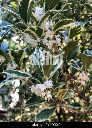 L'Osmanthus Burkwood au printemps, couvert de fleurs parfumées blanc Banque D'Images