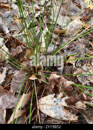 Ruée cuirassée (Juncus coriaceus) Plantae Banque D'Images