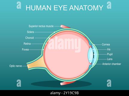 Anatomie oculaire. Coupe verticale de l'œil humain. Affiche vectorielle détaillée. Illustration plate isométrique. Schéma de principe Illustration de Vecteur