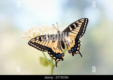 Macro d'un papillon à queue d'araignée de l'Oregon (papilio bairdii oregonius) se nourrissant de fleurs d'asclépia incarnata Banque D'Images