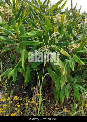 Gingembre jaune (Hedychium flavescens) Plantae Banque D'Images