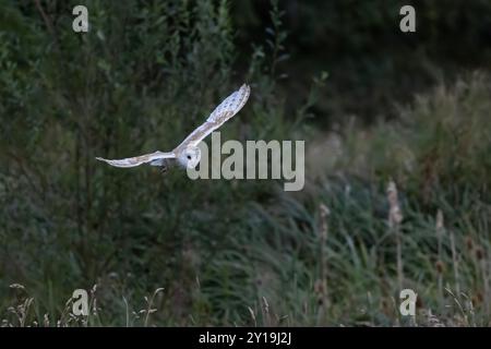Une chouette sauvage Tyto alba chassant au crépuscule dans une clairière boisée pour les petits mammifères remarquable pour son vol silencieux et son excellente audition pour localiser les proies Banque D'Images