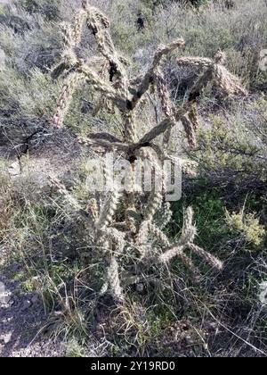 Cactus en bâton de marche (Cylindropuntia imbricata spinosior) Plantae Banque D'Images