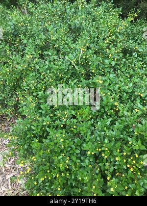 Houblon goodenia (Goodenia ovata) Plantae Banque D'Images