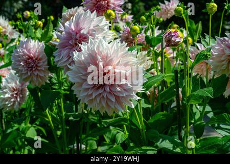 Le dahlia (nom, café au lait) dans le jardin dahlia Baden Baden près de l'allée lichtentaler. Baden Baden, Baden Wuerttemberg, Allemagne Banque D'Images