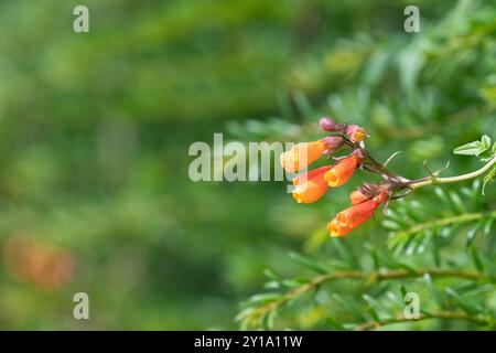 Gros plan des fleurs chiliennes de gloire (eccremocarpus scaber) en fleur Banque D'Images