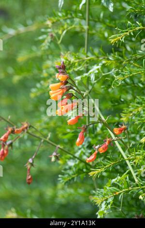 Gros plan des fleurs chiliennes de gloire (eccremocarpus scaber) en fleur Banque D'Images