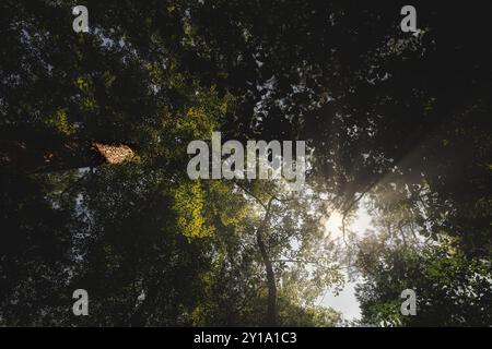 Le soleil de l'après-midi traverse la canopée de la forêt dans le parc d'État First Landing à Virginia Beach, en Virginie. Banque D'Images