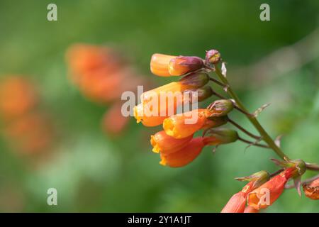 Gros plan des fleurs chiliennes de gloire (eccremocarpus scaber) en fleur Banque D'Images