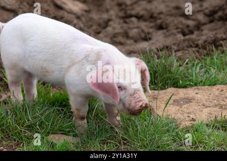 Portrait d'un porcelet britannique Landrace Banque D'Images