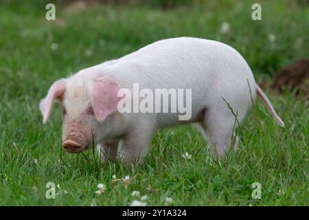 Portrait d'un porcelet britannique Landrace Banque D'Images