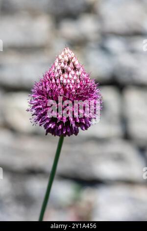 Gros plan d'une fleur d'ail à tête ronde (allium sphaerocephalon) en fleur Banque D'Images