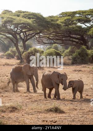 Éléphants de brousse d'Afrique - petit éléphant bébé marchant avec sa mère dans la savane dans le parc national d'Amboseli, Kenya Banque D'Images