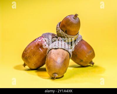Une photo en studio d'un amas de glands sur fond jaune Banque D'Images