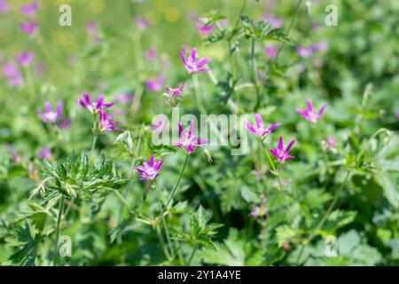 Gros plan des fleurs de Thurstonianum cranesbill (géranium oxonianum) en fleurs Banque D'Images