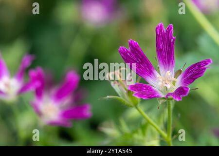 Macro-tir d'un Thurstonianum cranesbill (géranium oxonianum) en floraison Banque D'Images