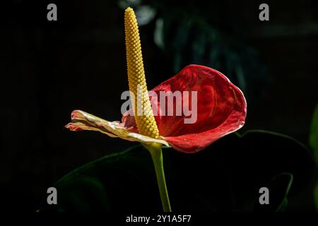 Hawaïen Red Anthrum Banque D'Images