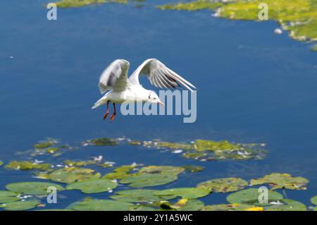 Baldeneysee, Ruhrstausee, mouettes survolant des nénuphars, plantes d'Elodea waterweed, dans le lac, Essen, NRW, Allemagne, Banque D'Images