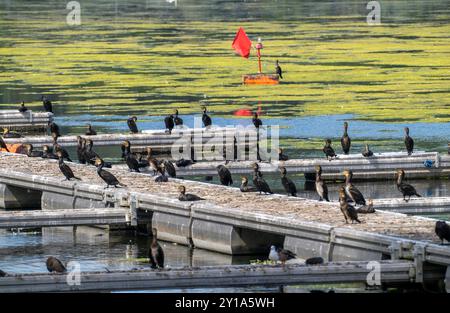 Baldeneysee, Ruhrstausee, cormorans et autres oiseaux, assis sur une jetée, Essen, NRW, Allemagne, Banque D'Images