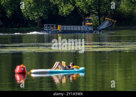 Bateau de fauche Nimmersatt, de la Ruhrverband, tente de garder le tapis végétal vert sur le Baldeneysee à Essen, en échec, la plante aquatique proliférante El Banque D'Images