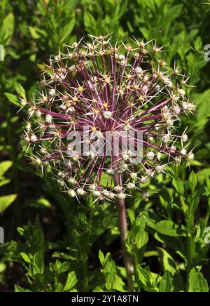 Oignon persan ou étoile de Perse, Allium cristophii, Amaryllidaceae. Iran, Turquie et Turkménistan. Banque D'Images