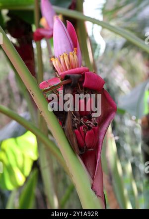 Banane ornementale, Musa laterita, Musaceae. Assam à N. Thaïlande, Asie. Musa laterita est une espèce ornementale tropicale asiatique de bananier. Banque D'Images