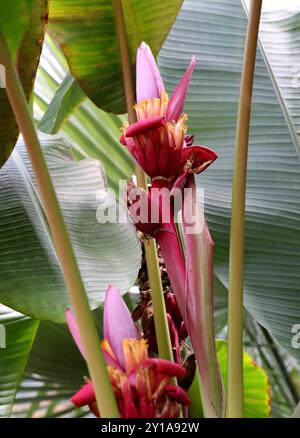 Banane ornementale, Musa laterita, Musaceae. Assam à N. Thaïlande, Asie. Musa laterita est une espèce ornementale tropicale asiatique de bananier. Banque D'Images