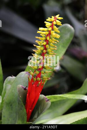 Broméliade, Aechmea nudicaulis, Bromeliaceae. Mexique, Amérique centrale et Amérique du Sud. Banque D'Images