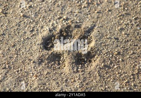 Empreintes de pattes de chien dans le sable Banque D'Images