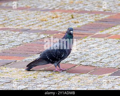 Un seul pigeon aux yeux rouges debout sur le trottoir dans une ville et regardant vers la caméra. Banque D'Images