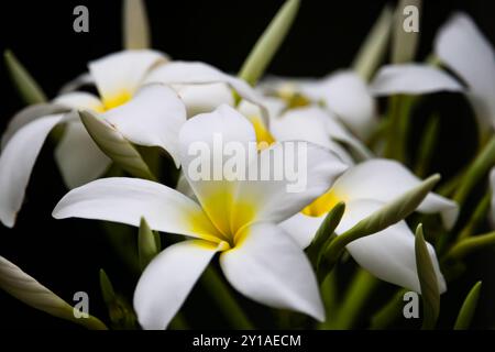 Un gros plan de fleurs blanches de Plumeria alba sur un fond sombre. L'image met en valeur les pétales délicats et lisses avec un dégradé jaune subtil. Banque D'Images