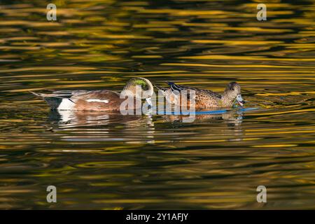 Une paire de canards Wigeon, un mâle et une femelle, mangeant de la matière végétale ou se blottissant dans un lac rayé doré pendant la saison d'automne ou d'automne. Banque D'Images