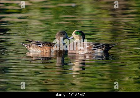 Un couple de canards Wigeon croisant des chemins tout en flottant dans un lac vert à l'automne. Banque D'Images