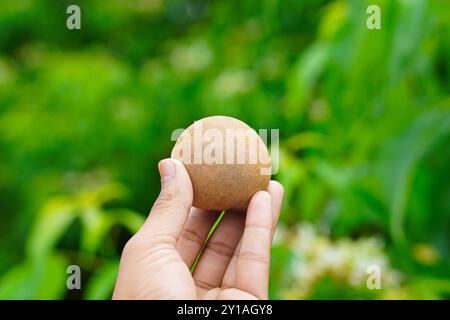 Main d'un homme tenant un fruit de sapodilla Banque D'Images