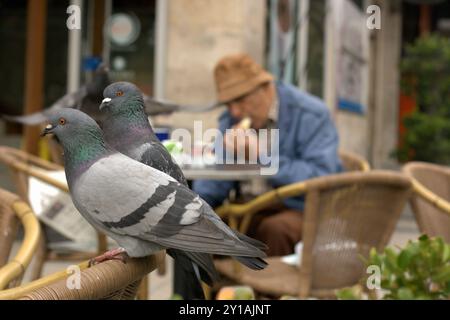 Homme senior assis seul et mangeant au restaurant de la ville en plein air en arrière-plan et deux pigeons assis sur un dos d'une acclamation au premier plan Banque D'Images