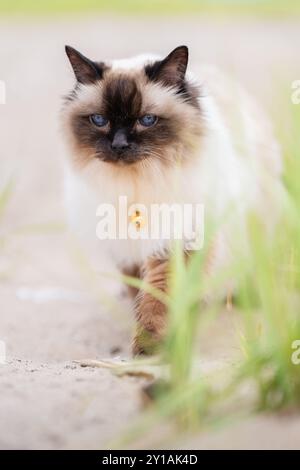 Chat balinais marchant sur la plage Banque D'Images