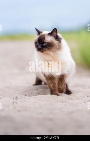 Chat balinais sur la plage venteuse Banque D'Images