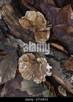 Champignon Turkeytail sur bûche tombée dans les bois anglais Banque D'Images