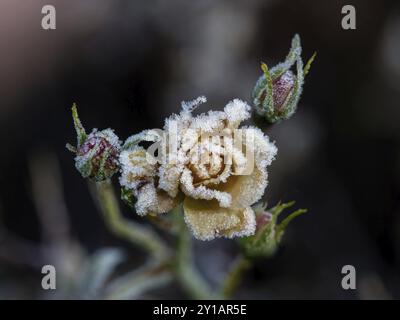 Bouton de rose jaune couvert de gel épais, avec des bourgeons serrés derrière Banque D'Images